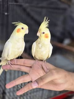 Cocktail tamed pair for sale raw breader female