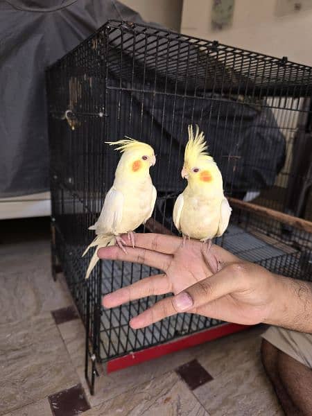 Cocktail tamed pair for sale raw breader female 1
