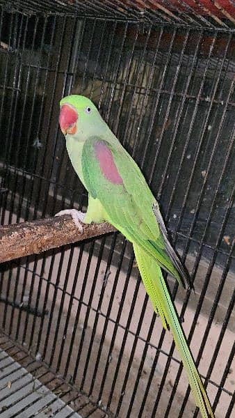 Cocktail tamed pair for sale raw breader female 2