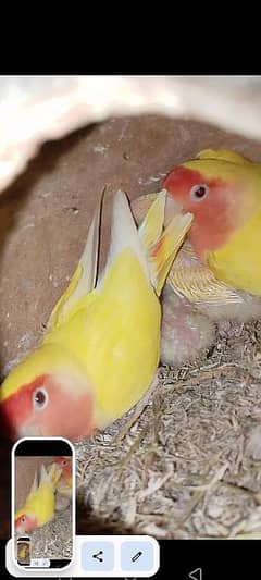 lotino pair with 2 chicks 0