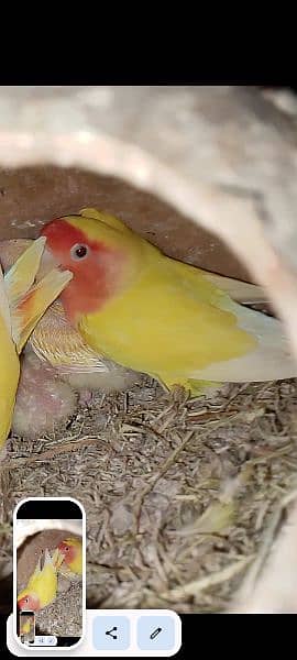 lotino pair with 2 chicks 3