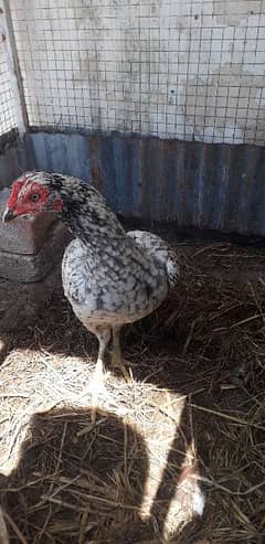 Aseel hen for sell