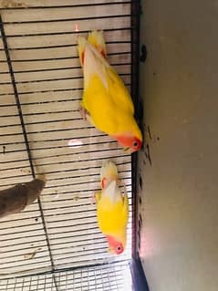Lovebird for sell with 4 floor cage.