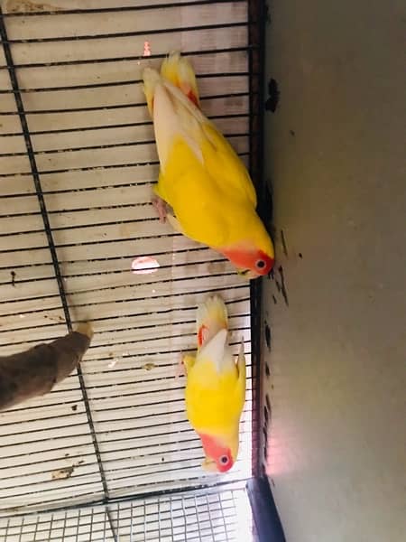 Lovebird for sell with 4 floor cage. 1