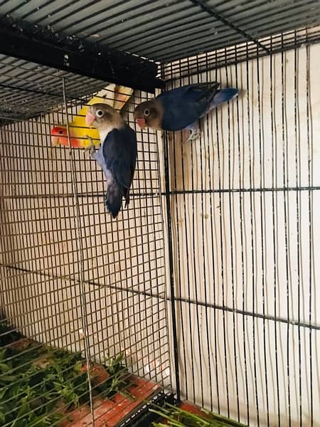 Lovebird for sell with 4 floor cage. 2