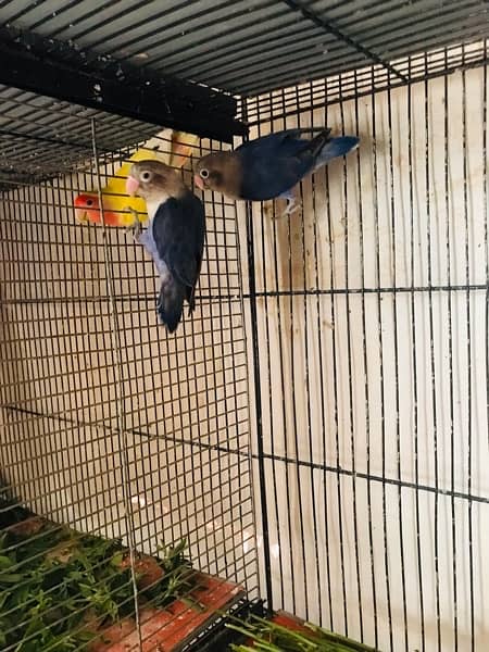 Lovebird for sell with 4 floor cage. 3