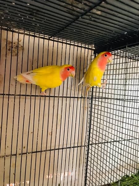 Lovebird for sell with 4 floor cage. 4