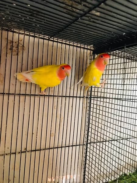 Lovebird for sell with 4 floor cage. 5