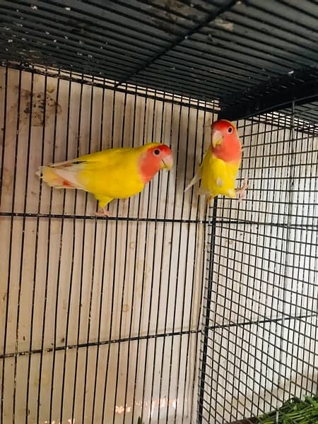 Lovebird for sell with 4 floor cage. 6