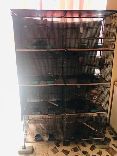 Lovebird for sell with 4 floor cage. 9