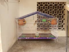 3 Finches pair with cage 0