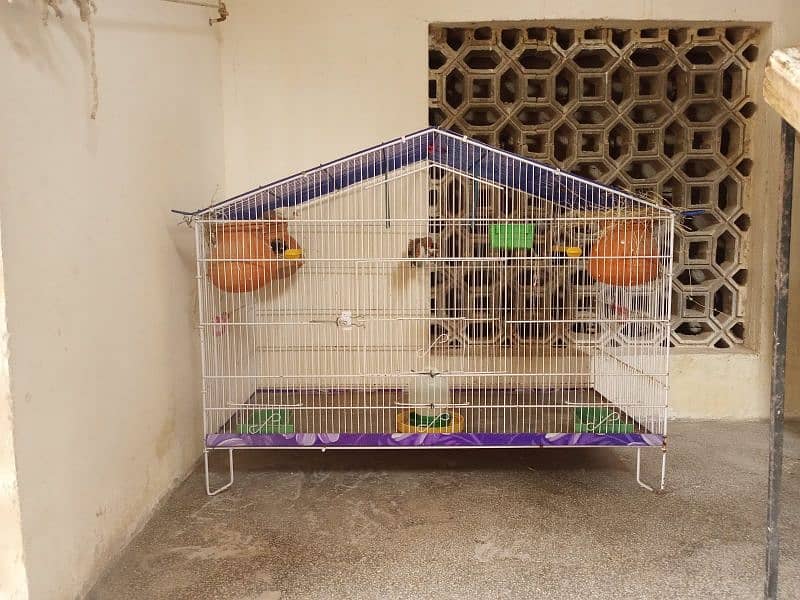3 Finches pair with cage 0
