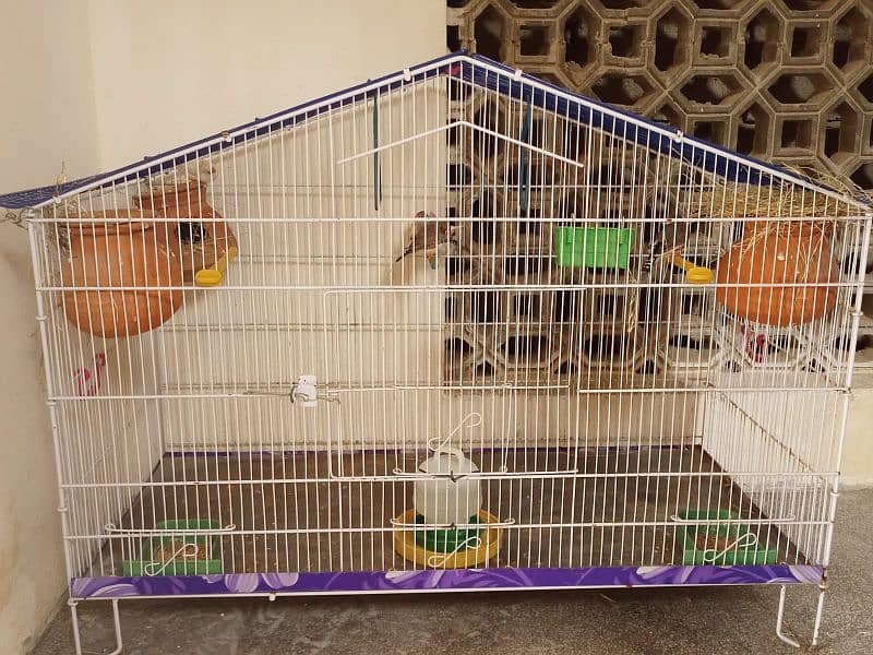 3 Finches pair with cage 1
