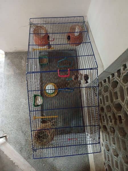 3 Finches pair with cage 2