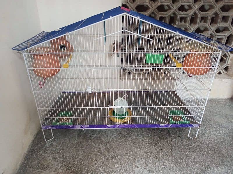 3 Finches pair with cage 3