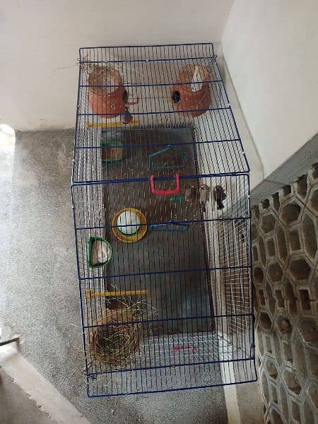 3 Finches pair with cage 4