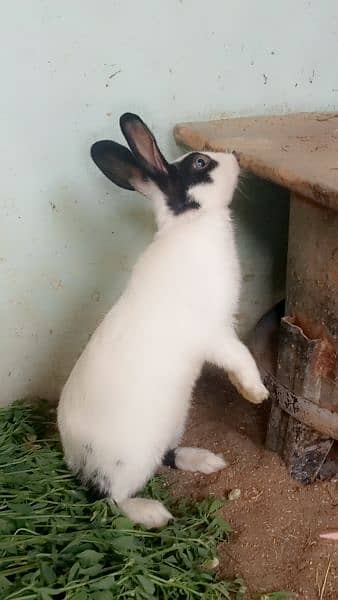 Rabbits for sale 13