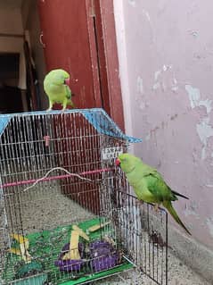 Ringneck Talking Parrots | Healthy Pair With Cage For Sale 0