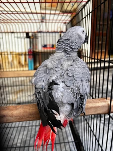 African Grey parrot 0