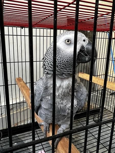 African Grey parrot 2