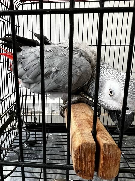 African Grey parrot 6