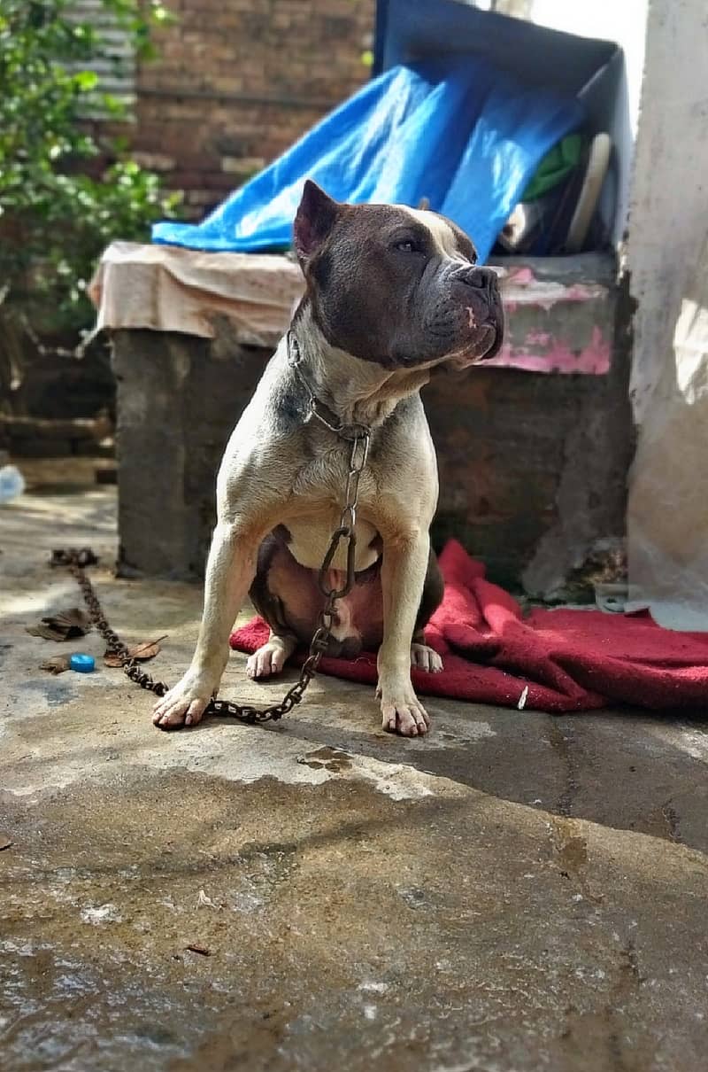 American bully dog for sale 0