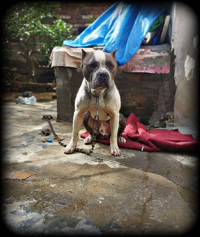 American bully dog for sale 1
