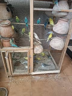 8 pairs of Australian parrots with cage breeding pairs