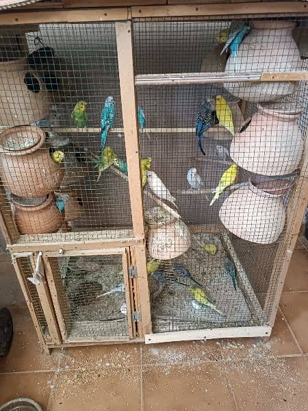 8 pairs of Australian parrots with cage breeding pairs 1