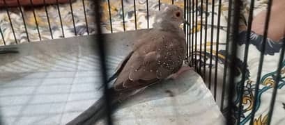 red pied dove female age 2.5 month rate 18000 0