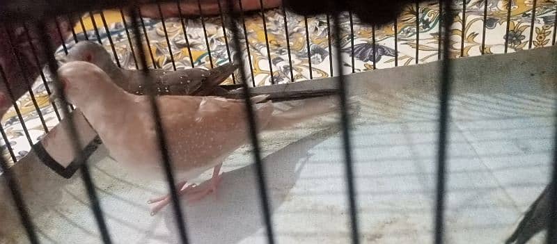 red pied dove female age 2.5 month rate 18000 1