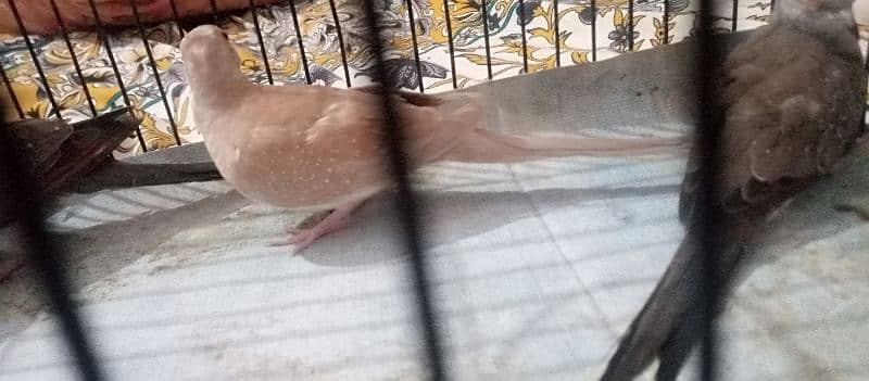 red pied dove female age 2.5 month rate 18000 2