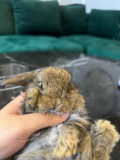 Holland lop babies for sell 0