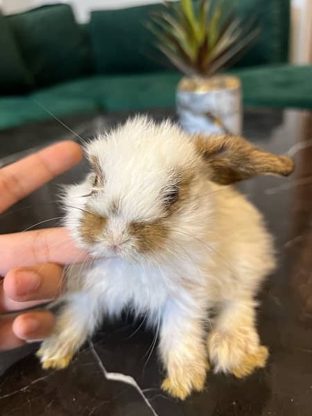 Holland lop babies for sell 1