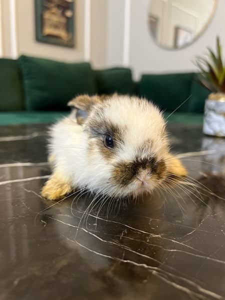 Holland lop babies for sell 2