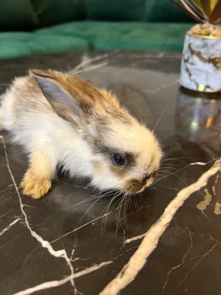 Holland lop babies for sell 3