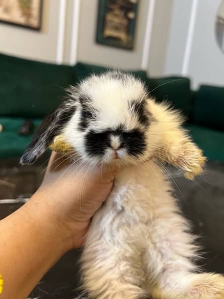 Holland lop babies for sell 4