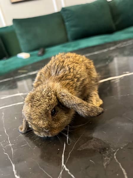 Holland lop babies for sell 7