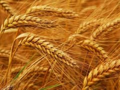 wheat gandam new