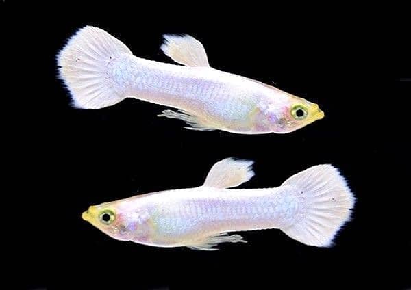 Beautifull & Fancy white african guppies active males for sale 2