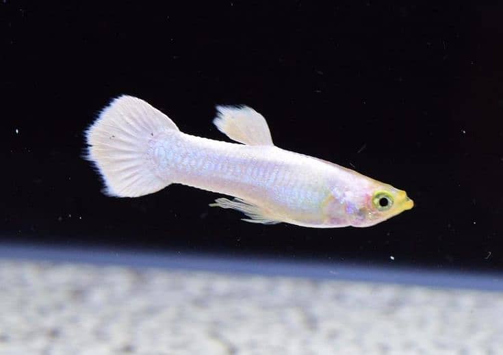 Beautifull & Fancy white african guppies active males for sale 1
