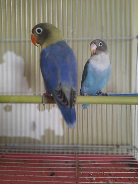 LOVE BIRD 3