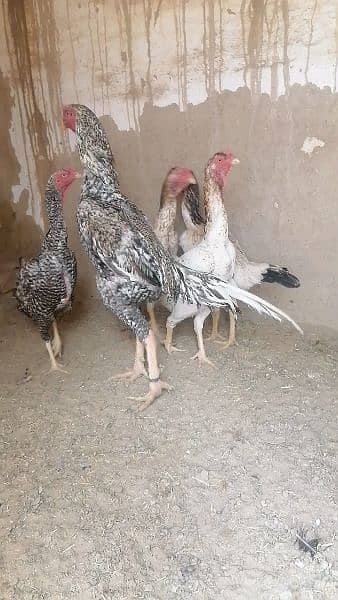 shamo chicks available 1