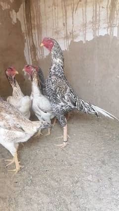 shamo chicks available