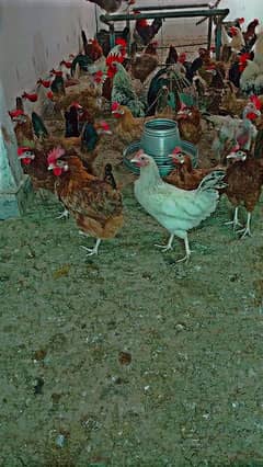 golden misri home breed hen