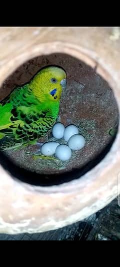 Confirm Breeder Australian parrots looking for new shelter