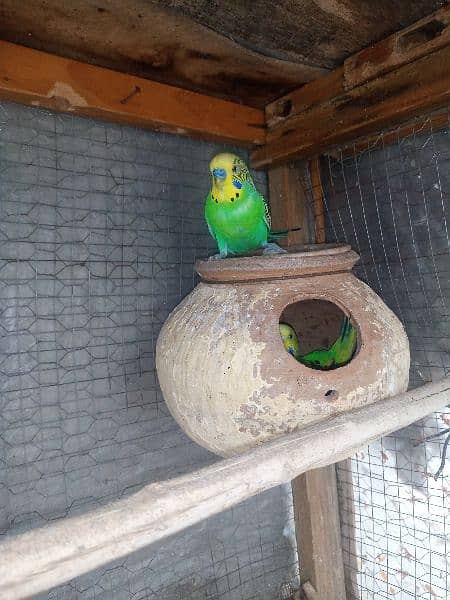 Confirm Breeder Australian parrots looking for new shelter 1