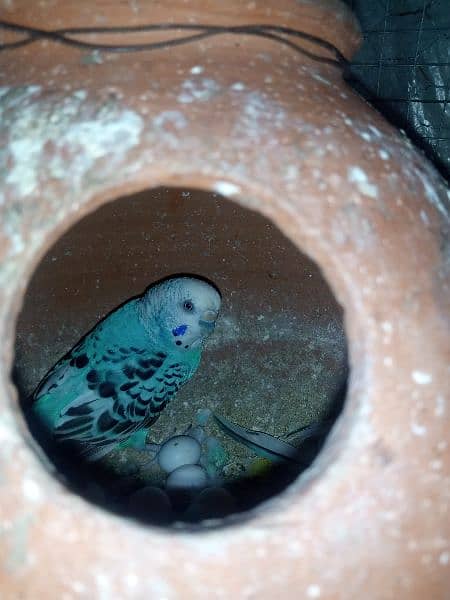 Confirm Breeder Australian parrots looking for new shelter 2