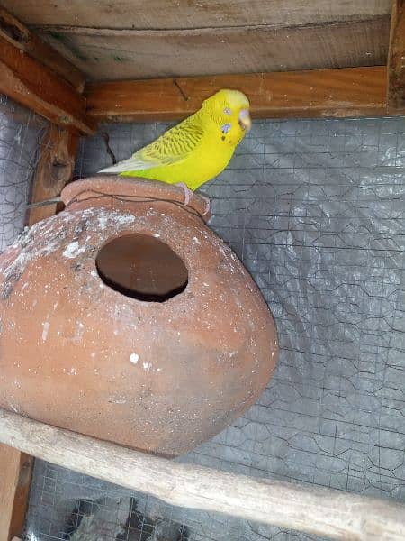Confirm Breeder Australian parrots looking for new shelter 3
