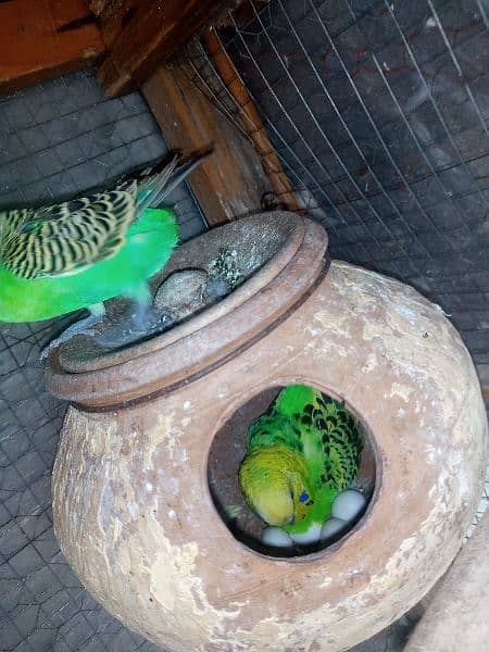 Confirm Breeder Australian parrots looking for new shelter 4